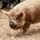 Le Kunekune, le cochon à pampilles de Nouvelle-Zélande