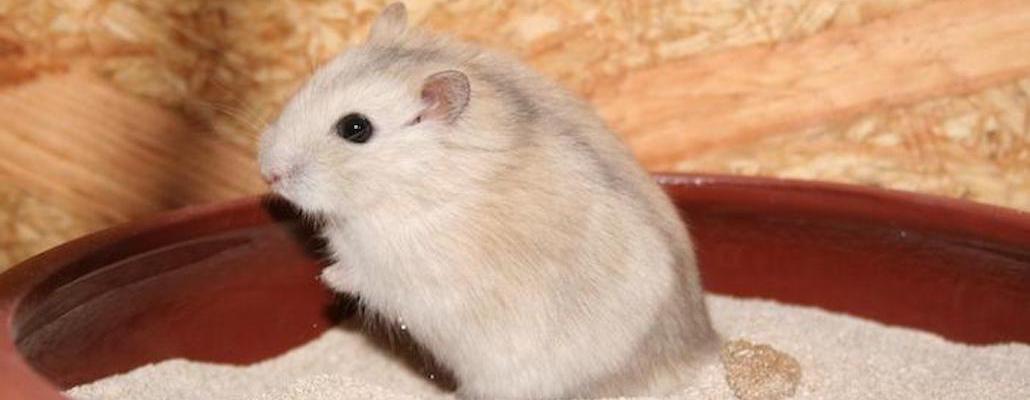 Hamsters Hybrides Pourquoi Ils Causent Probleme Nac Magazine